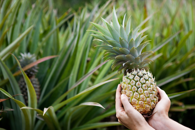 This photo shows a woman's hands holding a fresh pineapple in a pineapple field.