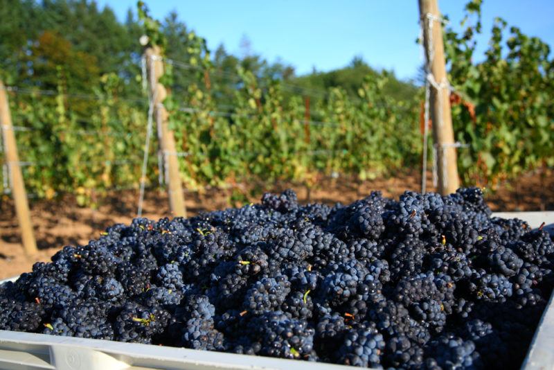 Pinot Noir Grapes