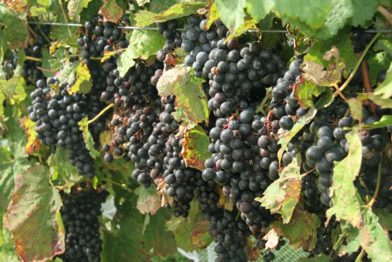 Pinotage Grapes