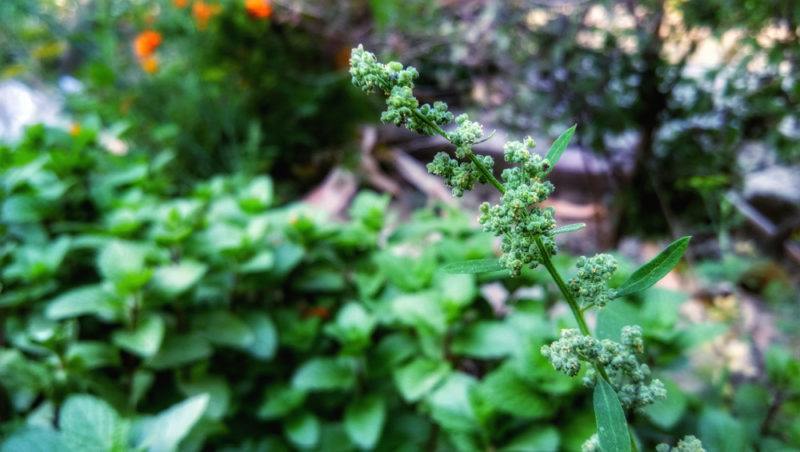 A pitseed goosefoot plant outside