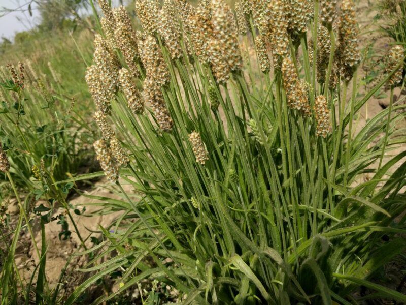 The psyllium husk plant growing outside before it has been harvested