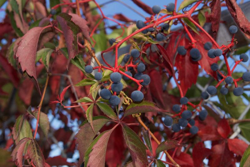 A pokeberry hedge with red leaves and blue berries