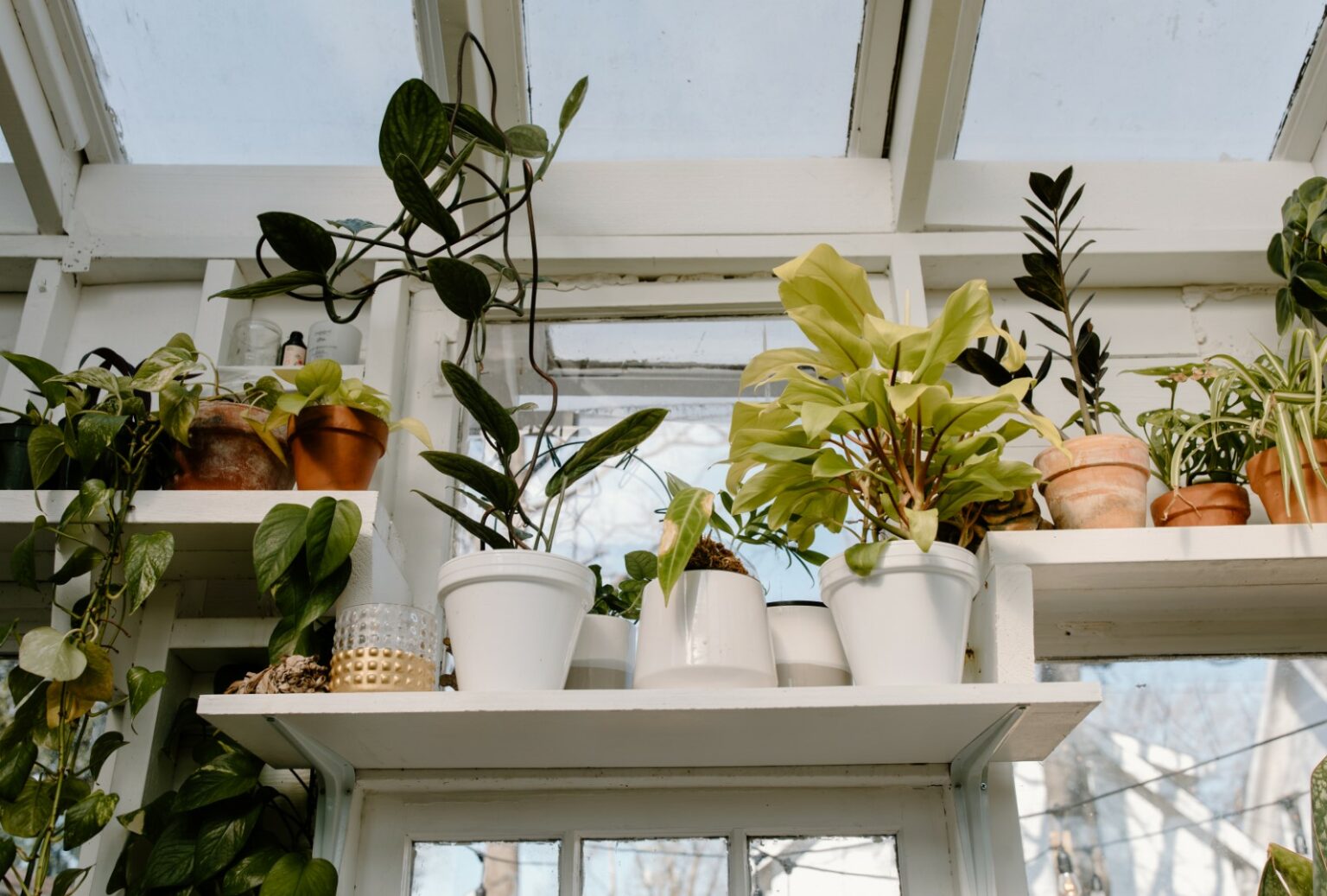 Best Plant of the Month Clubs Every Gardener Should Know About