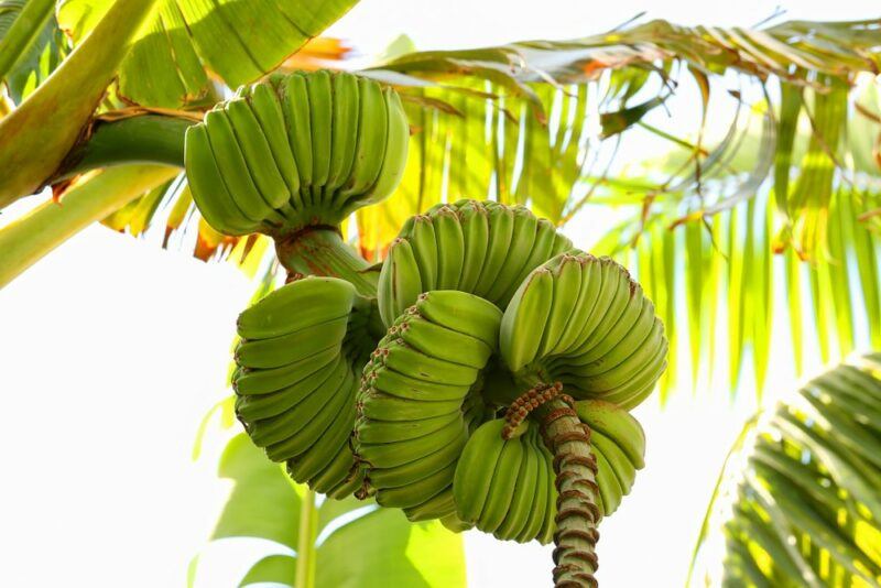 A tropical tree with many bunches of praying hands bananas that are still green and immature