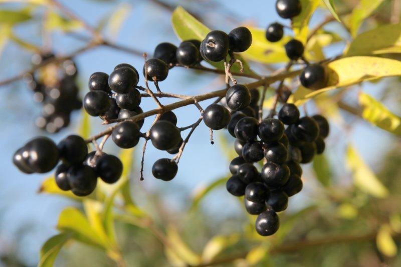 Schwarze Ligusterbeeren wachsen auf einer Hecke