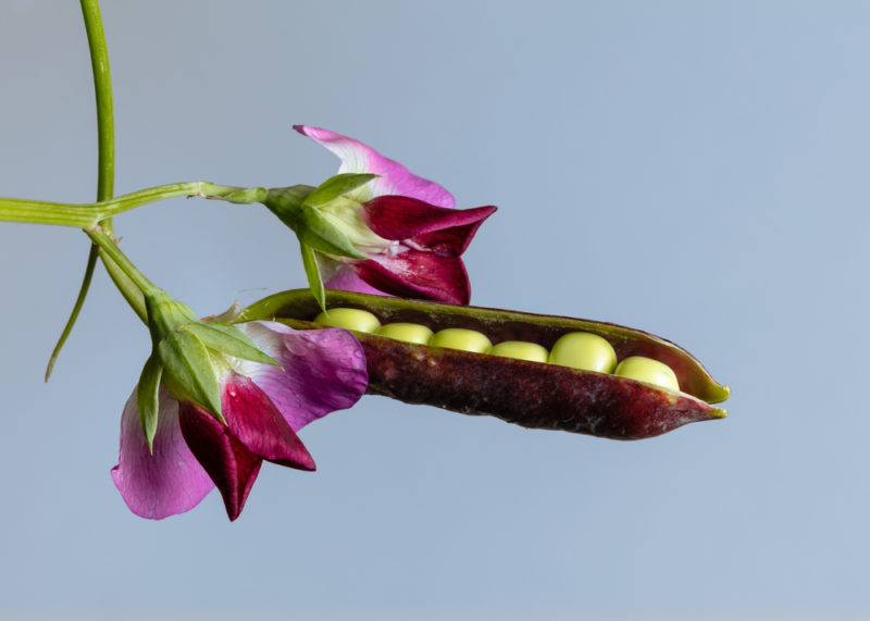 A purple pea pod and green peas