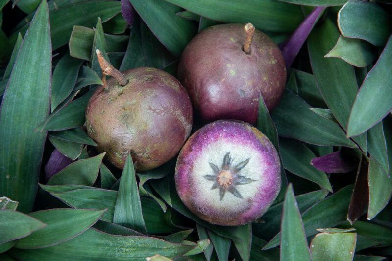 Three purple star apples in a mess of leaves. One has been cut so that the star pattern shows clearly. 