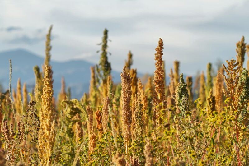 Quinoa growing in a field