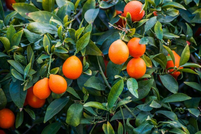 Bright orange rangpur fruits growing on a tree