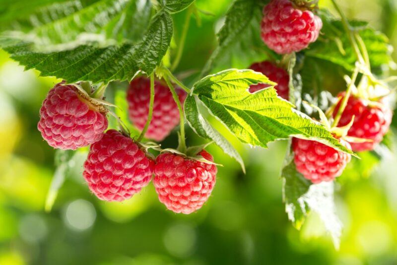 Fresh raspberries growing outside