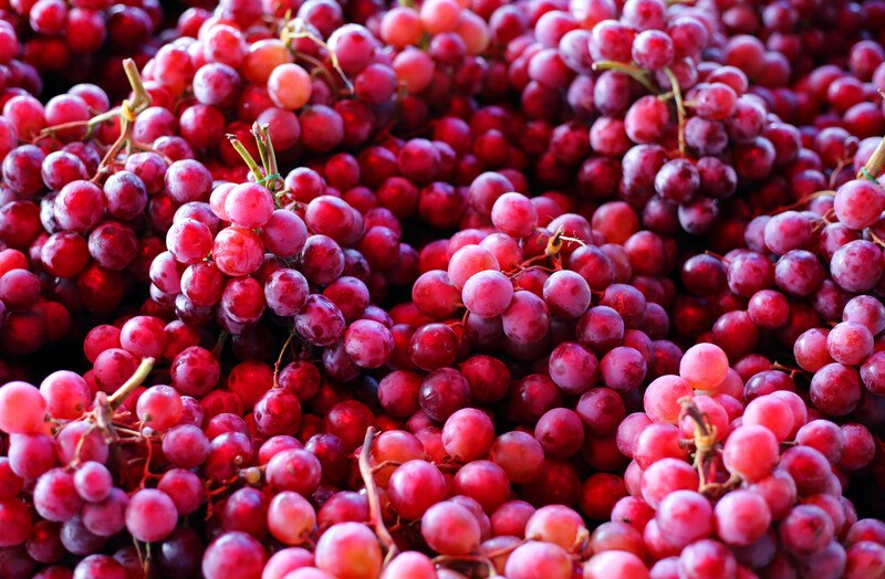 This photo shows a closeup of several bunches of red grapes.