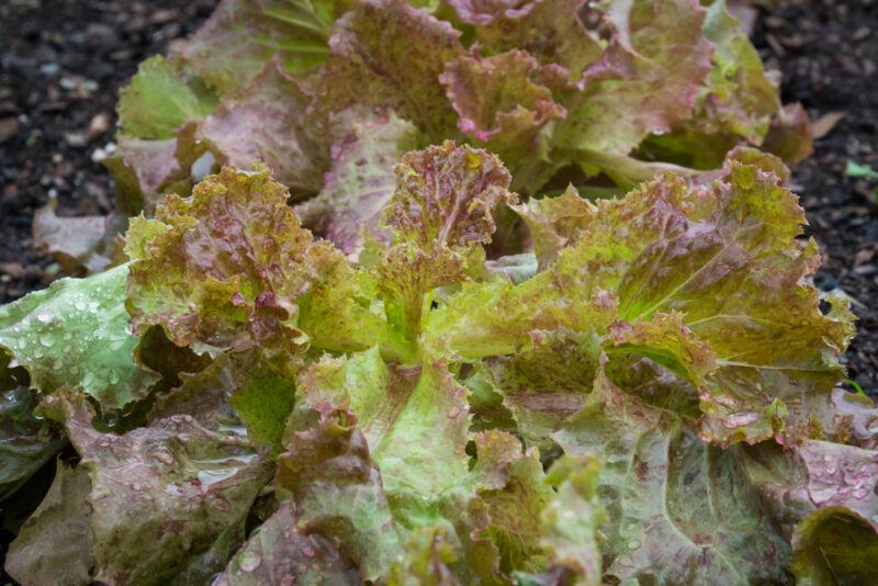 closeup image of a planted Red Sails lettuce on the ground