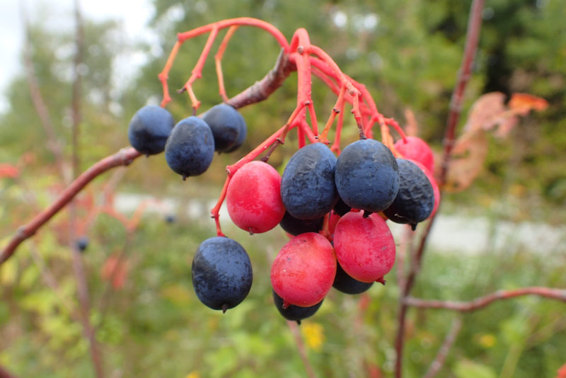 Nannyberries fresche rosse e nere che crescono all'esterno di fronte a più arbusti