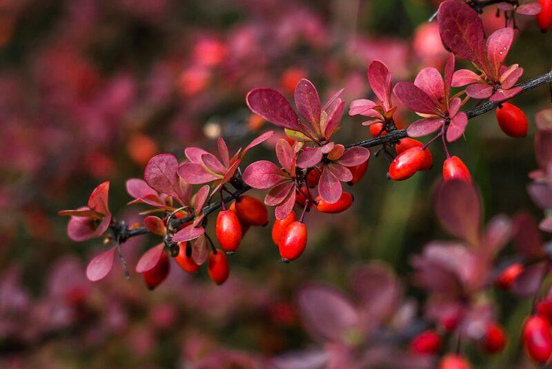 Fresh red barberries growing on a tree with red leaves