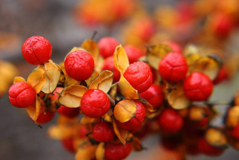 A macro shot of red bittersweet berries against orange leaves