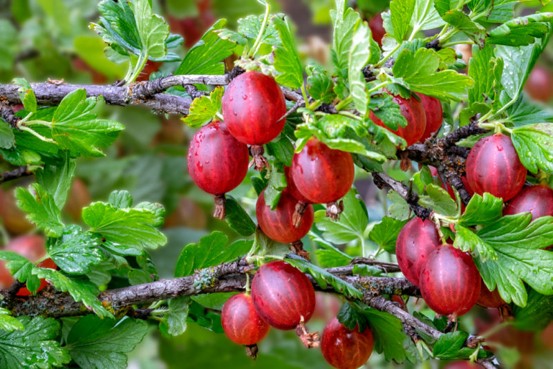 Fresh red goosberries growing on a shrub outside