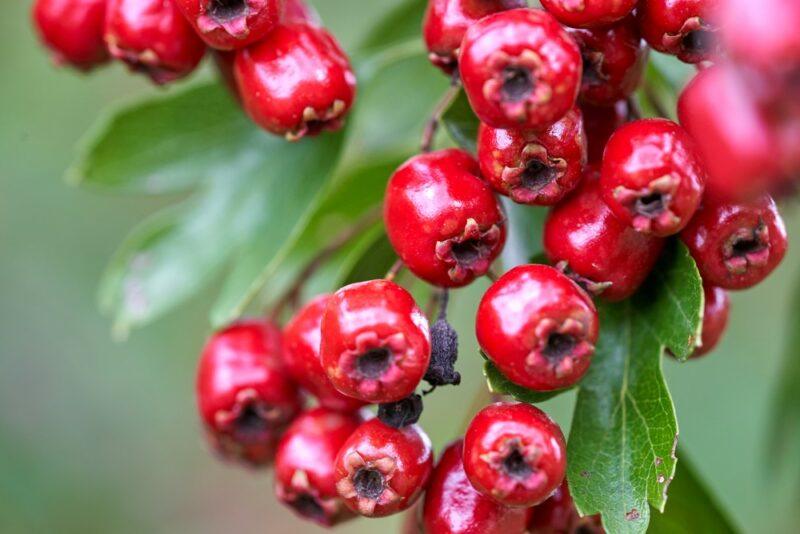 A collection of red hawthorn berries, next to green leaves