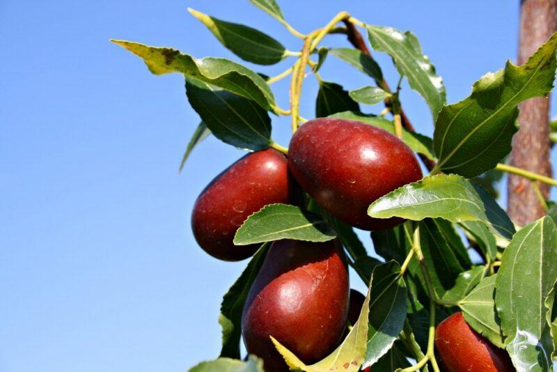 Fresh red jujube fruits growing against a light blue sky