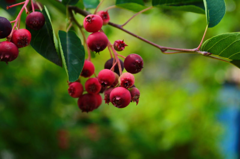 Bright red juneberries growing outside against an out-of-focus tree