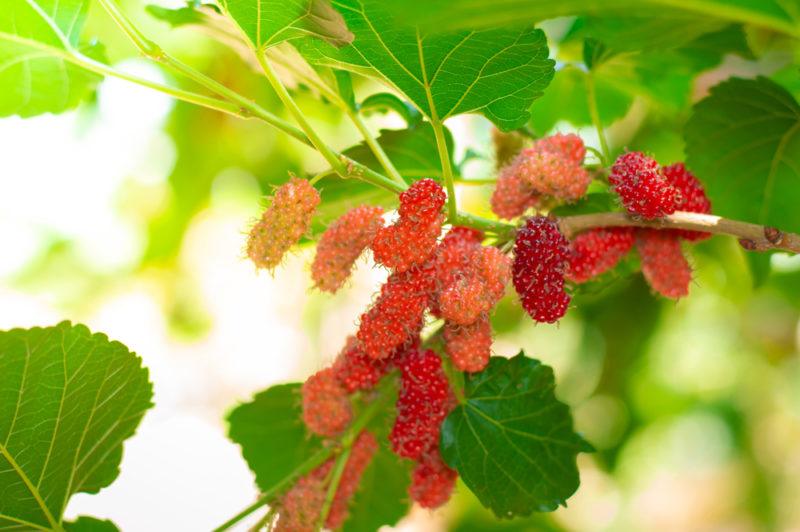 Some red mulberries growing on a vine outside