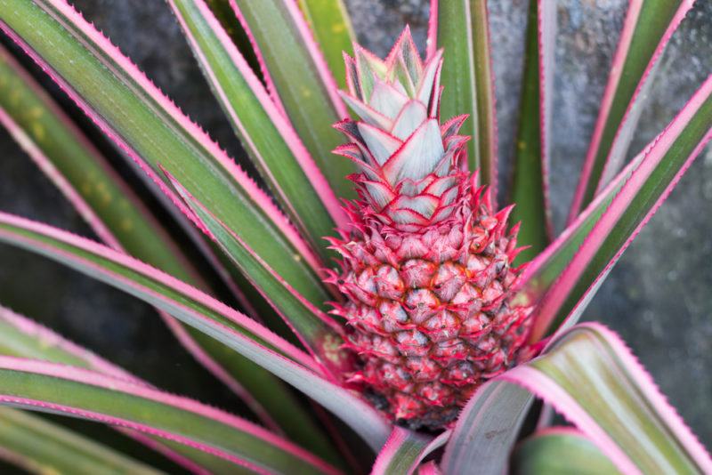 A red pineapple in a bush