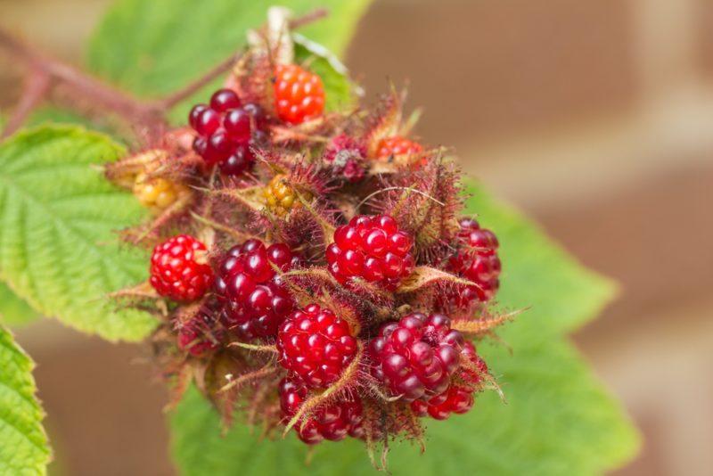 A bunch of richly colored ripe wineberries