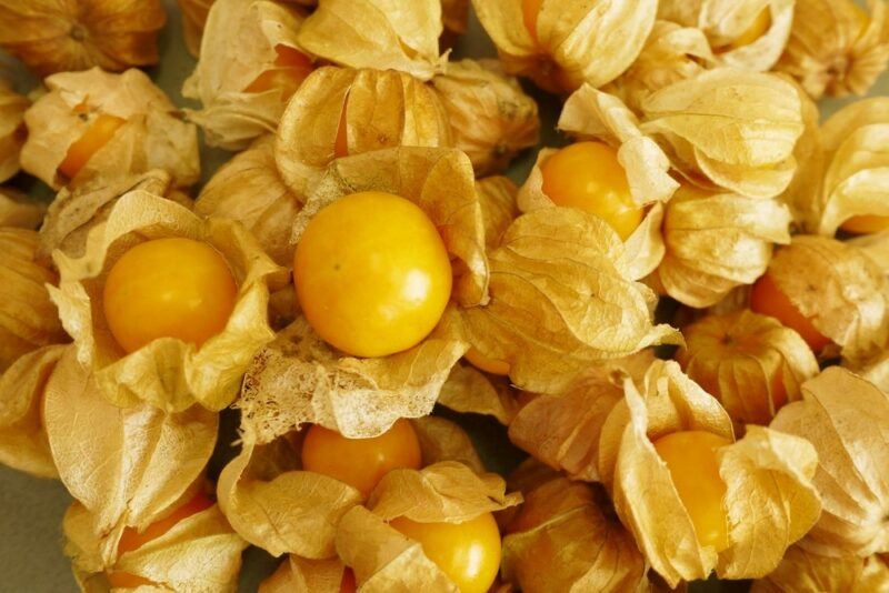 Cape gooseberries in a pile, still with their paper-like husks