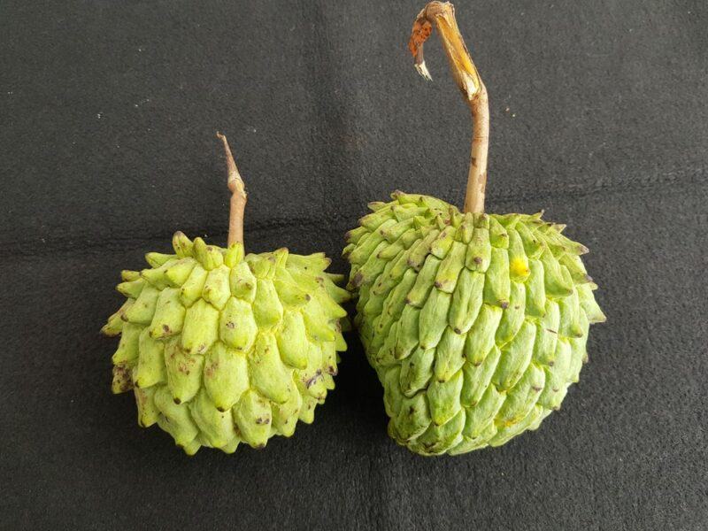 Two green rollina deliciosa fruit on a black table, the fruit can be found in yellow as well