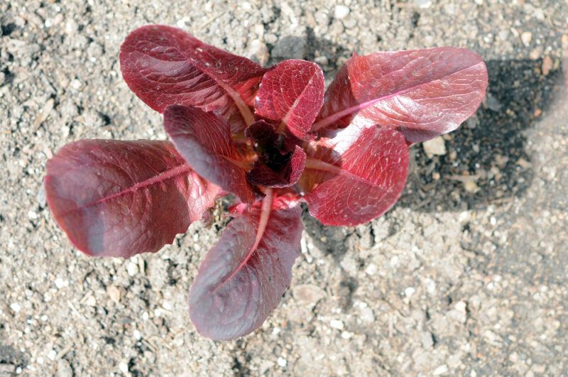 overhead shot of a planted Rouge d'Hiver lettuce planted on the ground