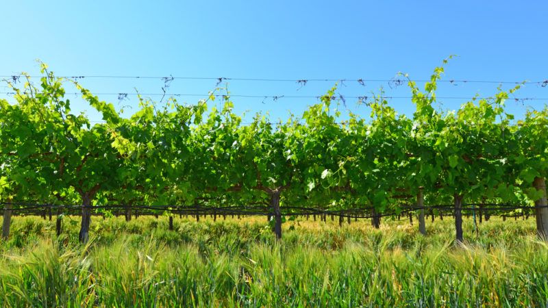 Ruby Cabernet Vineyard in California