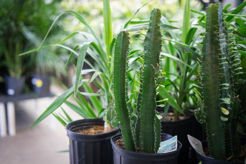 San Pedro Cactus growing in pots