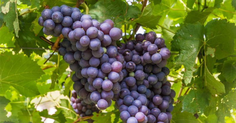 Schiava Grapes