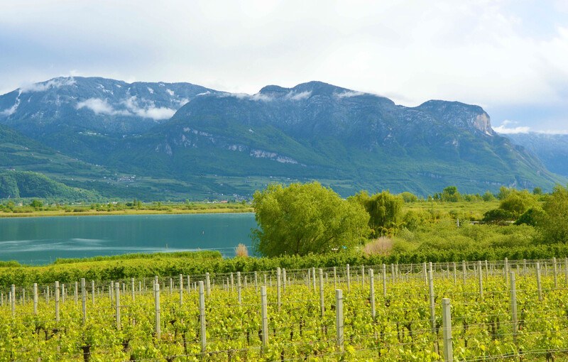 Schiava grape vineyard near Lake Caldaro, Italy