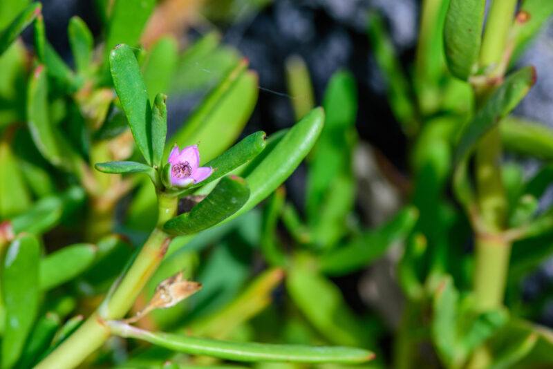 closeup image of sea purslane with purple flower