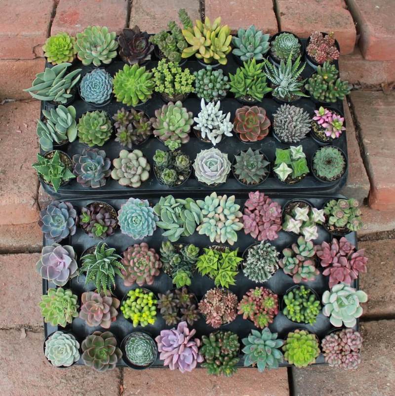 Two trays of  32 colorful succulents each, sitting on red brick steps.