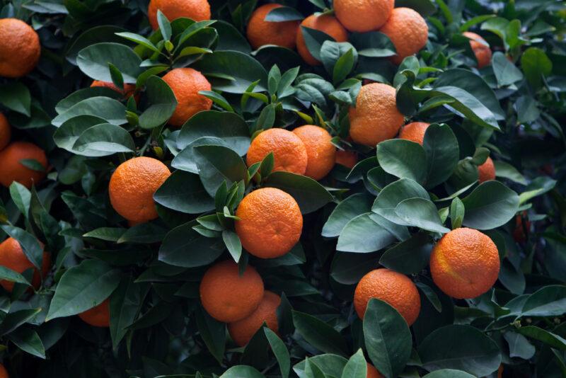 Orange tree with ripe Seville orange, also called bitter orange or sour orange