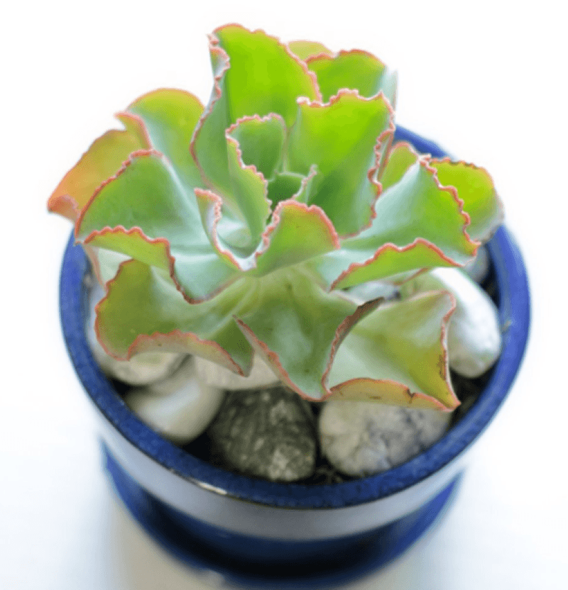 Single small green succulent with red outline on leaves sitting in blue pot