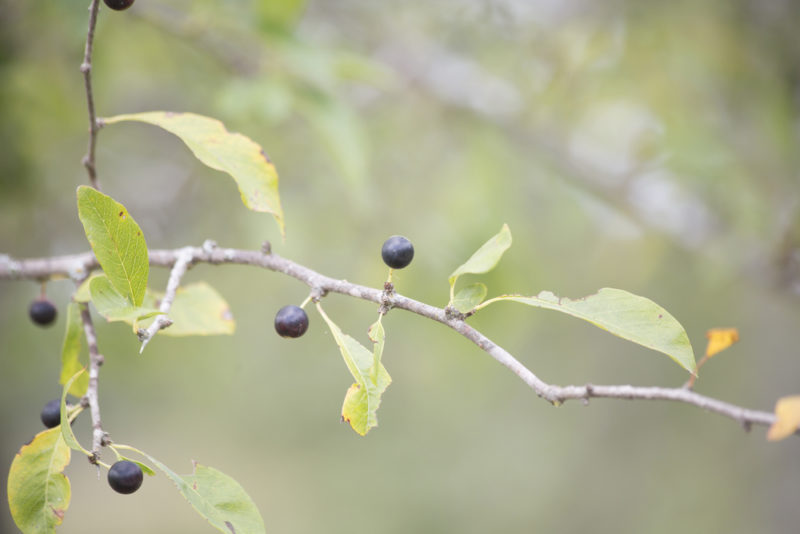 Tiny farkleberries or sparkleberries on a branch outside