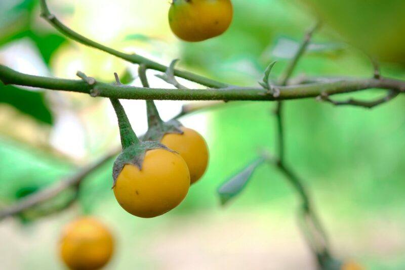 A few small yellow eggplants growing on a vine. They look a little like yellow cherry tomatoes, but are actually eggplants instead.