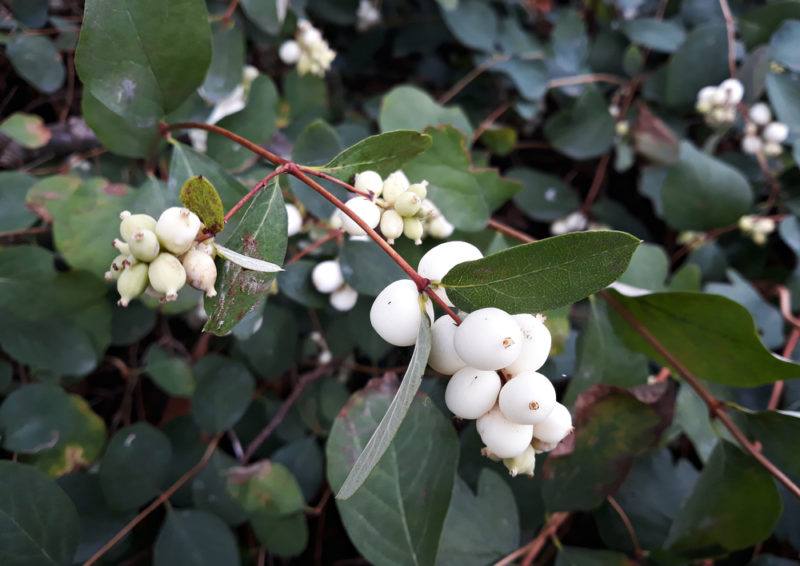 Dark leaves with white snowberries