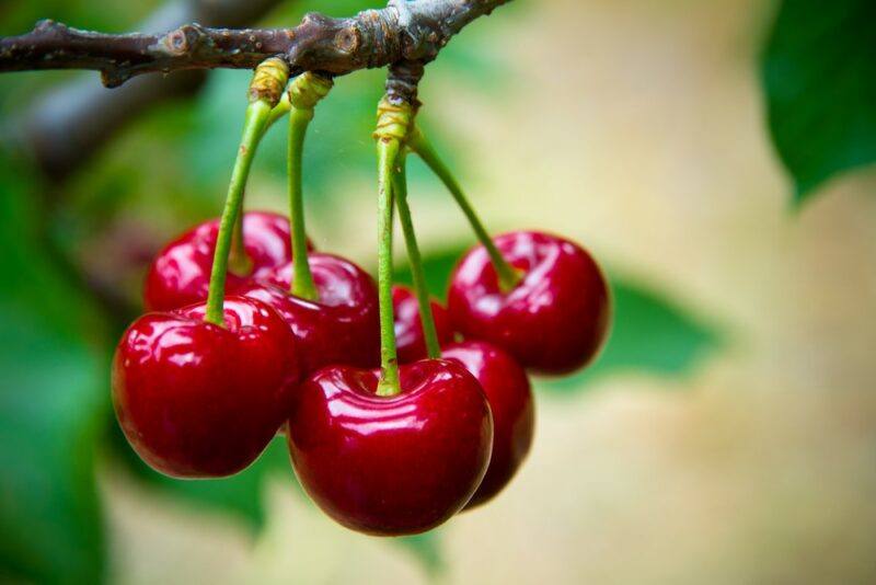 A collection of fresh sweet cherries growing outside