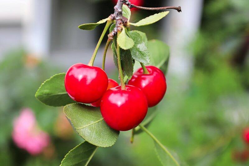 Four fresh tart cherries growing outside