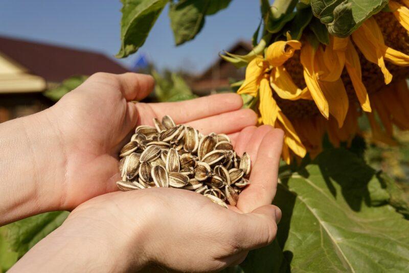 Someone holding fresh sunflower seeds in their hands