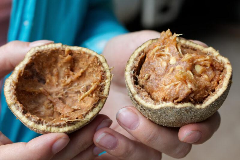 Someone holding open two halves of a wood apple to reveal the flesh. The interior of the fruit looks like some kind of date paste, rather than a traditional fruit.