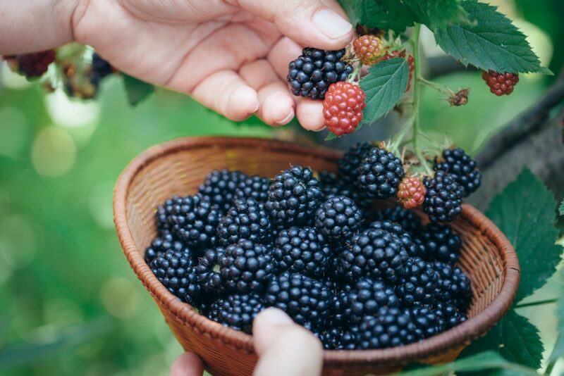 Someone picking fresh blackberries and putting them in a brown bowl