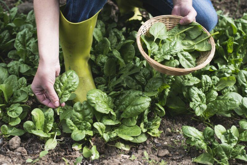 A farmer or gardener bending down to pick up spinach from a garden. There is a large amount of it growing around her feet.