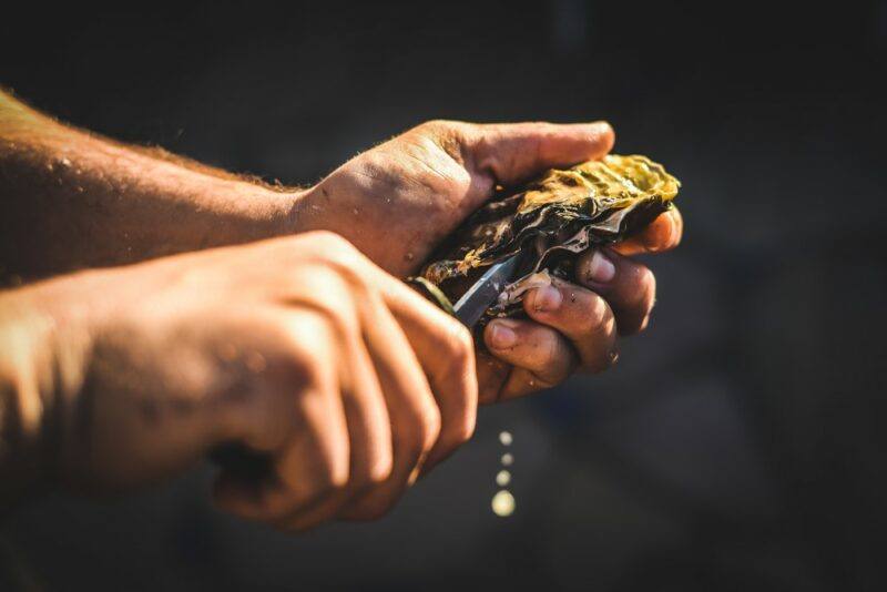 A pair of hands shucking an oyster with a knife