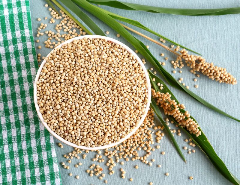 A white bowl of sorghum with the plants next to him