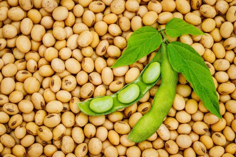 A pile of dry soybeans, with a green soybean pod that has been spit and contains beans