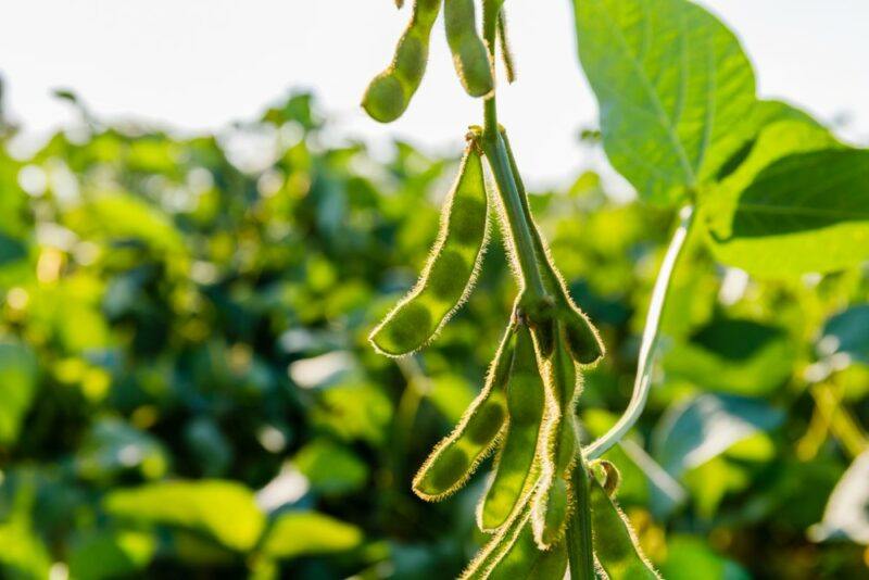 Some immature soybeans growing in the field